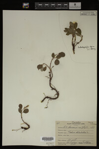 Image Associated With the Occurrence