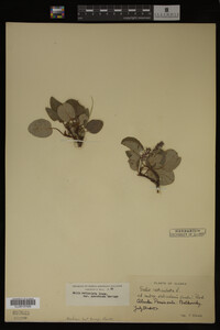 Image Associated With the Occurrence