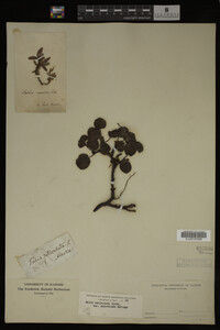 Image Associated With the Occurrence