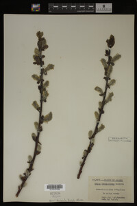 Salix scouleriana image