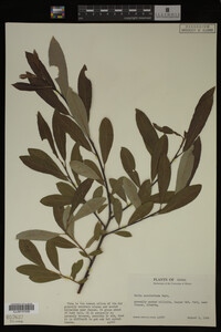 Image Associated With the Occurrence