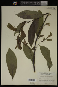 Image Associated With the Occurrence