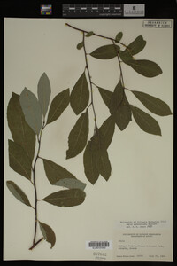 Salix scouleriana image