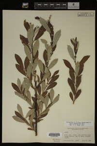 Salix scouleriana image