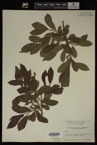 Image Associated With the Occurrence