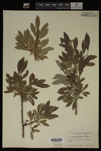 Image Associated With the Occurrence