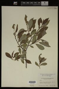 Image Associated With the Occurrence