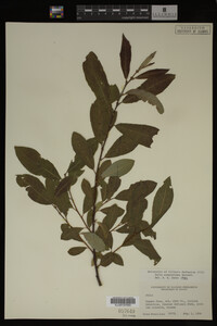 Image Associated With the Occurrence