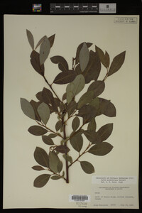 Image Associated With the Occurrence