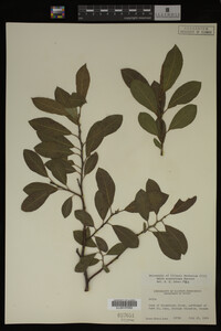 Salix scouleriana image