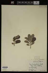 Salix scouleriana image