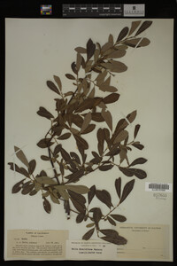 Image Associated With the Occurrence