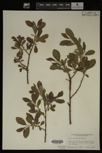 Image Associated With the Occurrence