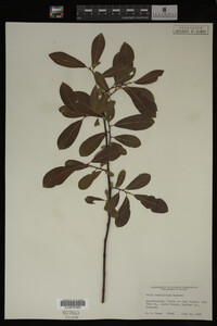 Image Associated With the Occurrence