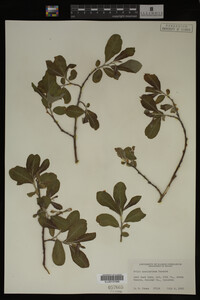 Image Associated With the Occurrence