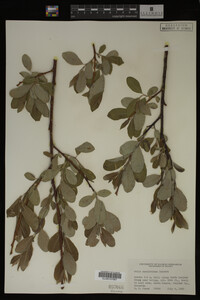 Image Associated With the Occurrence