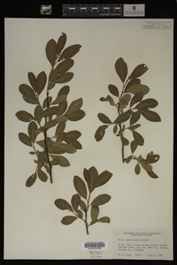 Image Associated With the Occurrence