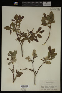 Image Associated With the Occurrence