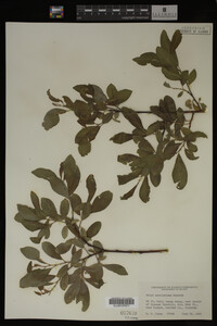 Salix scouleriana image