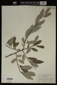Image Associated With the Occurrence