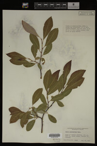 Salix scouleriana image