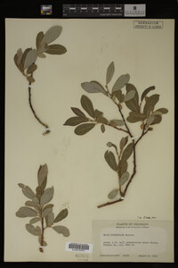 Image Associated With the Occurrence