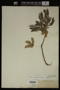 Image Associated With the Occurrence