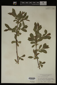 Image Associated With the Occurrence