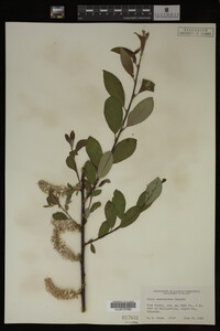 Image Associated With the Occurrence