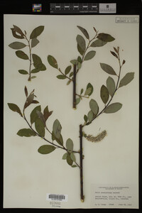 Salix scouleriana image