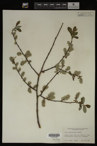 Salix scouleriana image