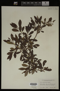 Image Associated With the Occurrence