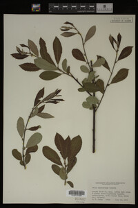 Image Associated With the Occurrence
