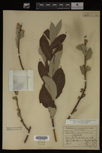 Image Associated With the Occurrence