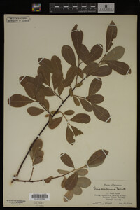 Salix scouleriana image