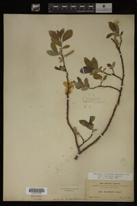 Image Associated With the Occurrence