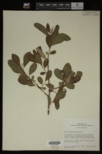 Image Associated With the Occurrence