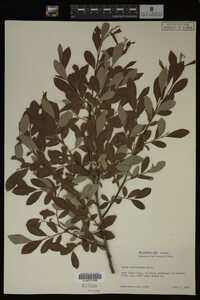 Image Associated With the Occurrence