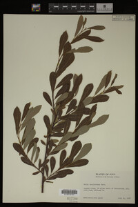 Image Associated With the Occurrence