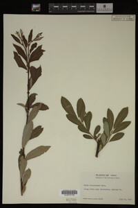 Image Associated With the Occurrence