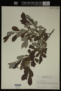 Salix scouleriana image