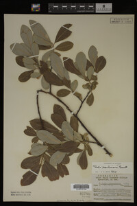 Image Associated With the Occurrence