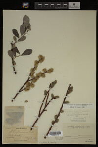 Image Associated With the Occurrence