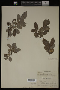 Image Associated With the Occurrence
