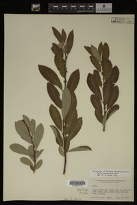 Salix scouleriana image