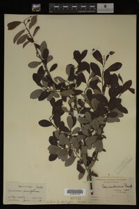 Image Associated With the Occurrence