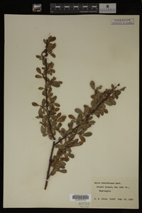 Salix scouleriana image