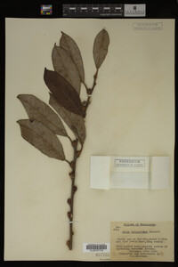 Image Associated With the Occurrence