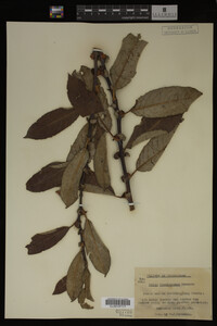 Image Associated With the Occurrence