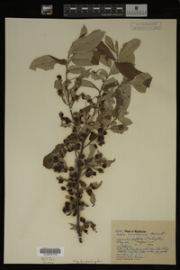 Image Associated With the Occurrence